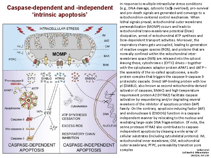 Caspase-dependent and -independent ‘intrinsic apoptosis’ In response to multiple intracellular stress conditions (e. g.