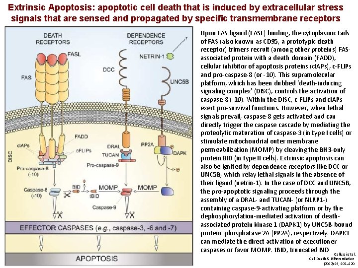 Extrinsic Apoptosis: apoptotic cell death that is induced by extracellular stress signals that are