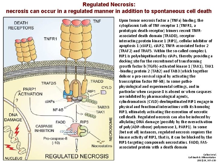 Regulated Necrosis: necrosis can occur in a regulated manner in addition to spontaneous cell