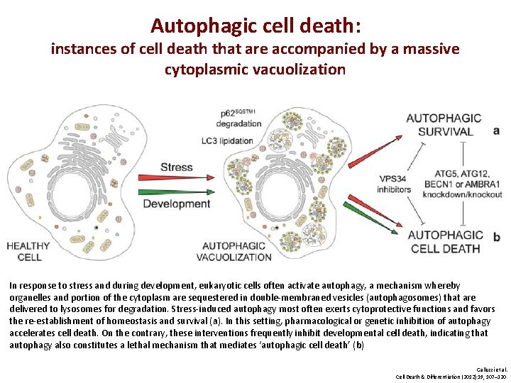 Autophagic cell death: instances of cell death that are accompanied by a massive cytoplasmic