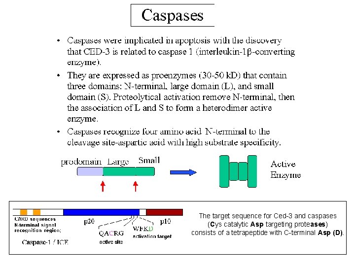 The target sequence for Ced-3 and caspases (Cys catalytic Asp targeting proteases) consists of