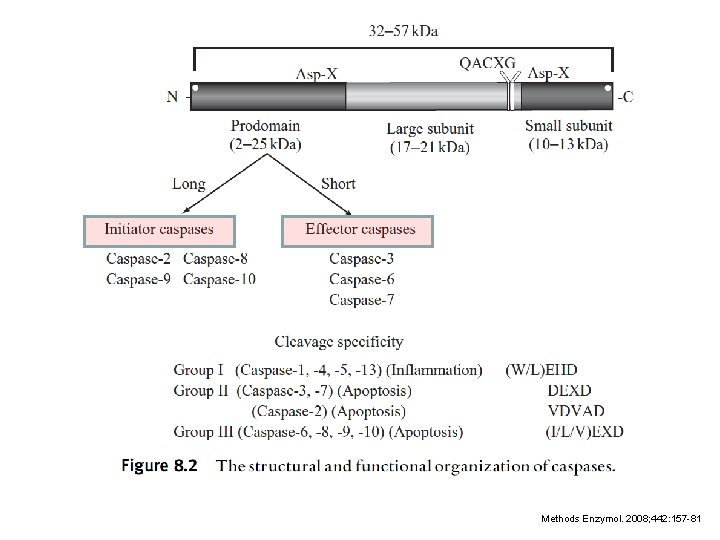 Methods Enzymol. 2008; 442: 157 -81 