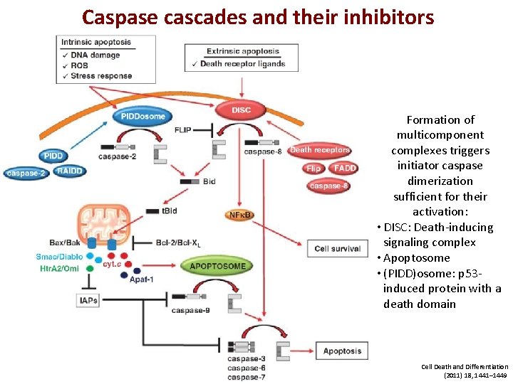 Caspase cascades and their inhibitors Formation of multicomponent complexes triggers initiator caspase dimerization sufficient