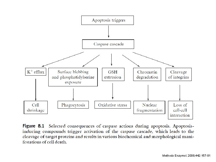Methods Enzymol. 2008; 442: 157 -81 