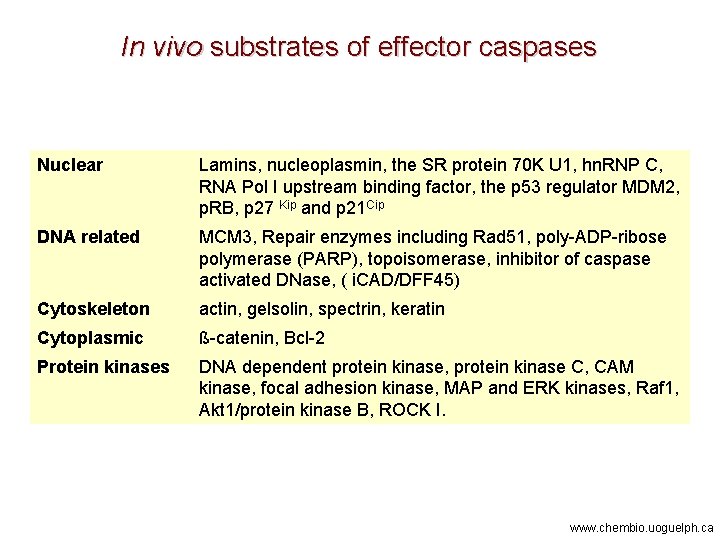 In vivo substrates of effector caspases Nuclear Lamins, nucleoplasmin, the SR protein 70 K