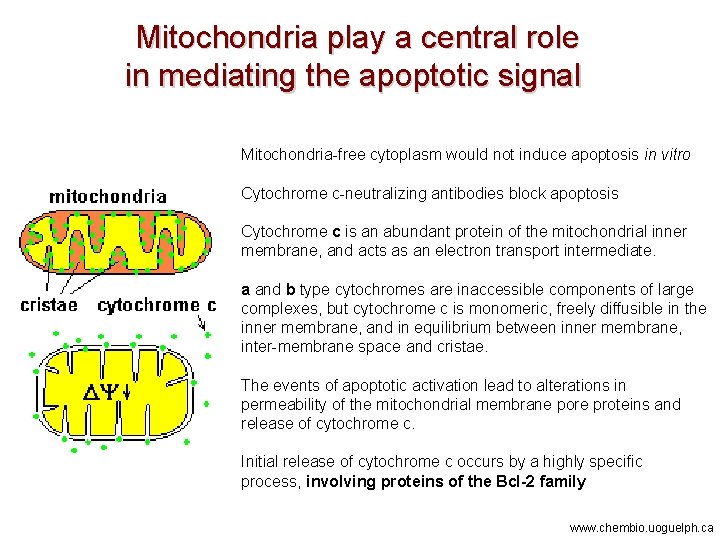 Mitochondria play a central role in mediating the apoptotic signal Mitochondria-free cytoplasm would not