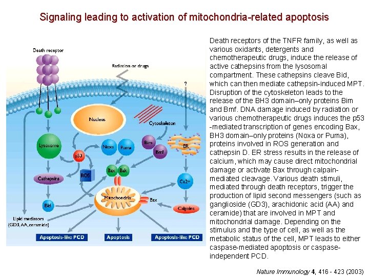 Signaling leading to activation of mitochondria-related apoptosis Death receptors of the TNFR family, as