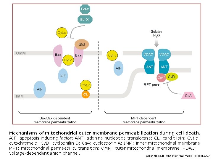Mechanisms of mitochondrial outer membrane permeabilization during cell death. AIF: apoptosis inducing factor; ANT: