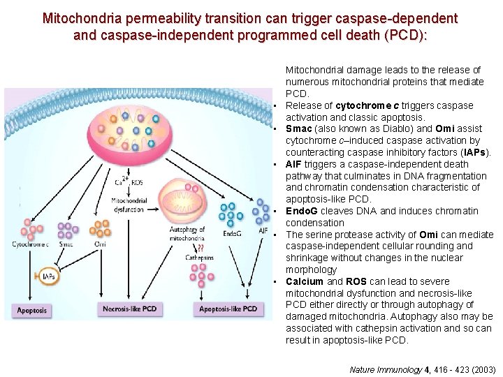 Mitochondria permeability transition can trigger caspase-dependent and caspase-independent programmed cell death (PCD): • •