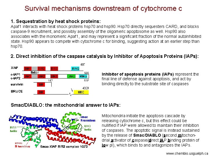 Survival mechanisms downstream of cytochrome c 1. Sequestration by heat shock proteins: Apaf 1