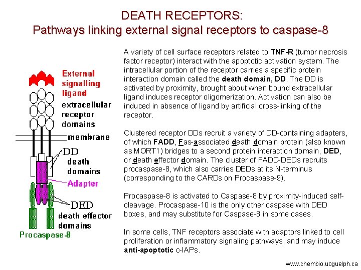 DEATH RECEPTORS: Pathways linking external signal receptors to caspase-8 A variety of cell surface