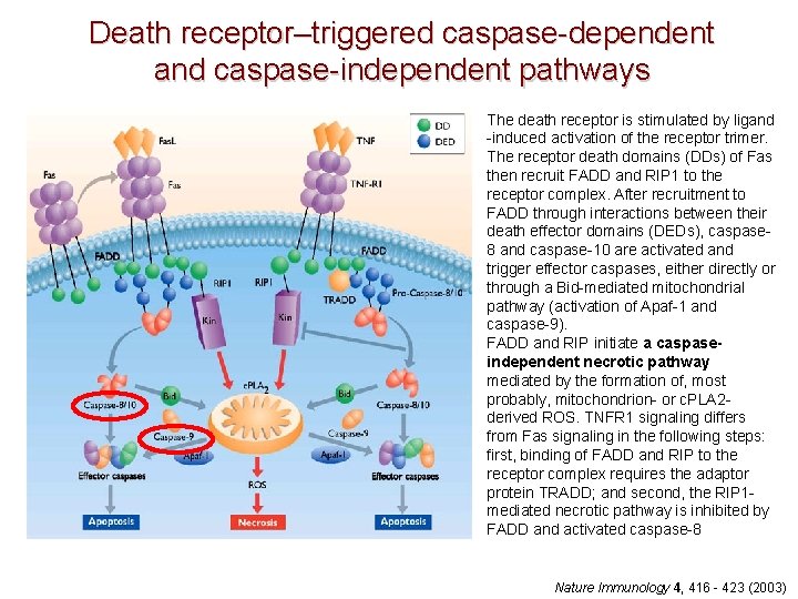 Death receptor–triggered caspase-dependent and caspase-independent pathways The death receptor is stimulated by ligand -induced