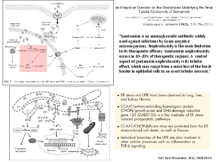 “Gentamicin is an aminoglycoside antibiotic widely used against infections by Gram-negative microorganisms. Nephrotoxicity is