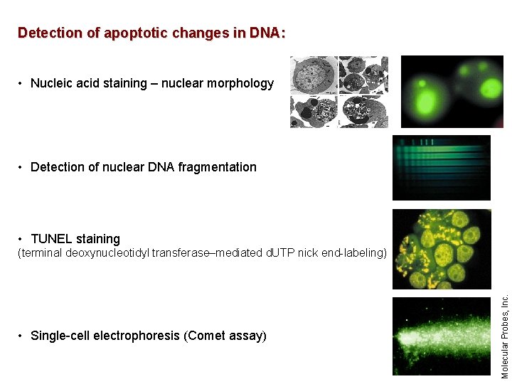 Detection of apoptotic changes in DNA: • Nucleic acid staining – nuclear morphology •