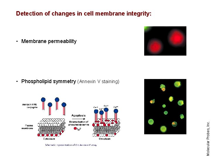Detection of changes in cell membrane integrity: • Membrane permeability Molecular Probes, Inc. •