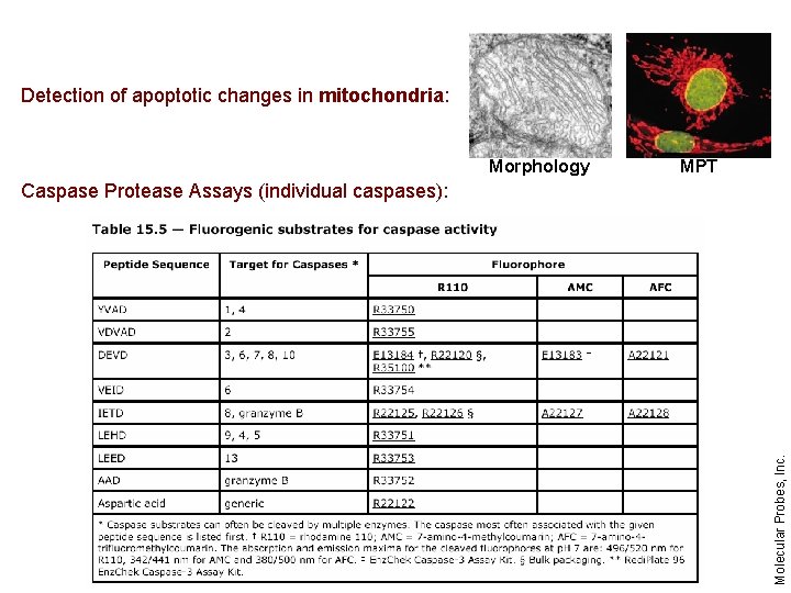 Detection of apoptotic changes in mitochondria: Morphology MPT Molecular Probes, Inc. Caspase Protease Assays