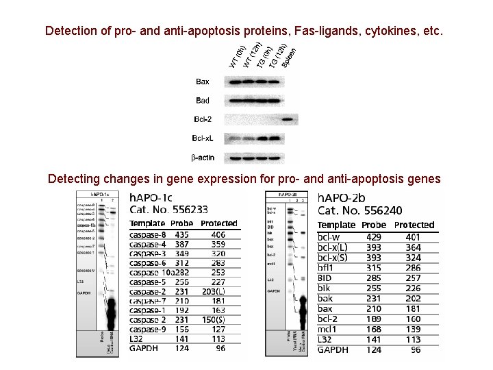 Detection of pro- and anti-apoptosis proteins, Fas-ligands, cytokines, etc. Detecting changes in gene expression