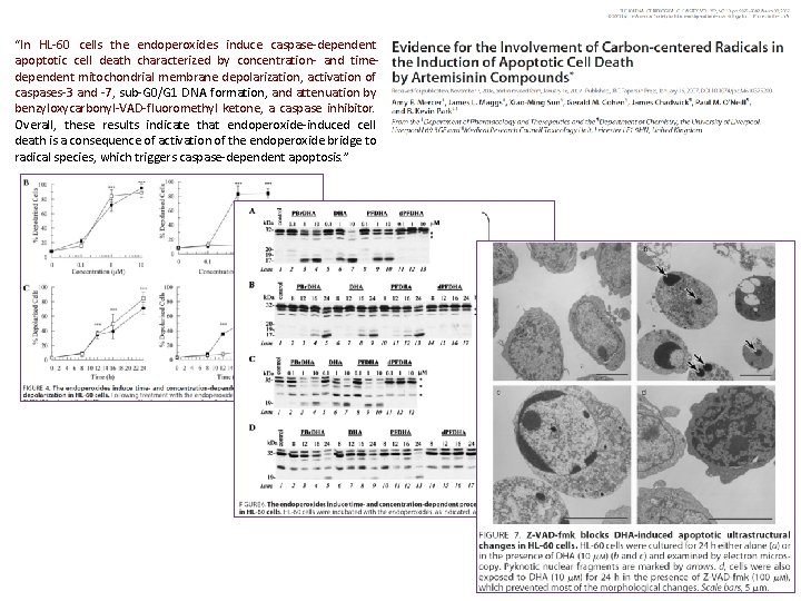 “In HL-60 cells the endoperoxides induce caspase-dependent apoptotic cell death characterized by concentration- and