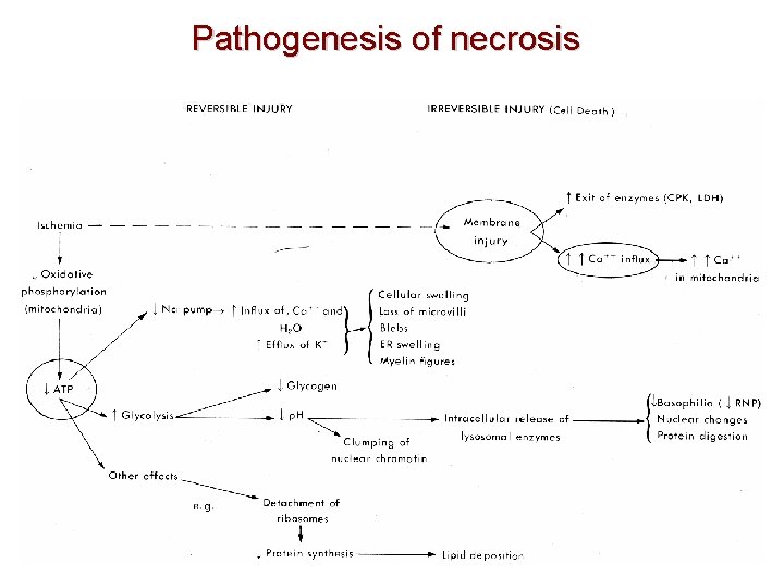 Pathogenesis of necrosis 