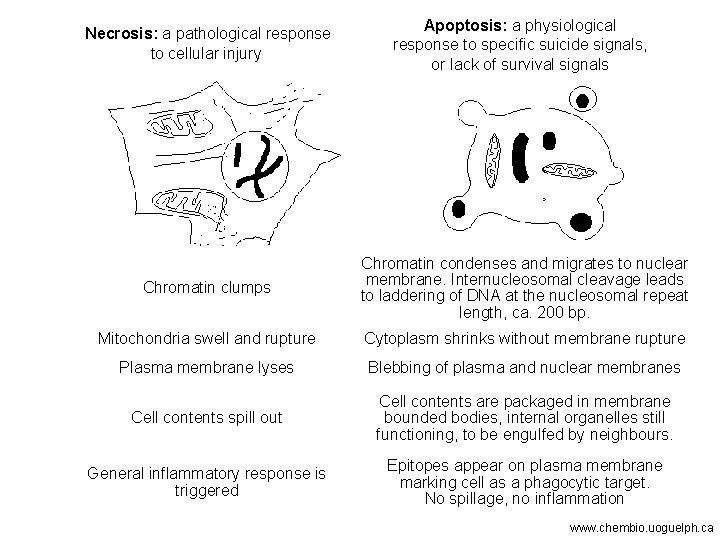 Necrosis: a pathological response to cellular injury Apoptosis: a physiological response to specific suicide