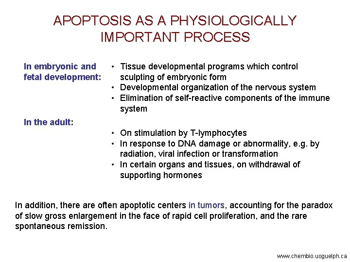 APOPTOSIS AS A PHYSIOLOGICALLY IMPORTANT PROCESS In embryonic and fetal development: • Tissue developmental