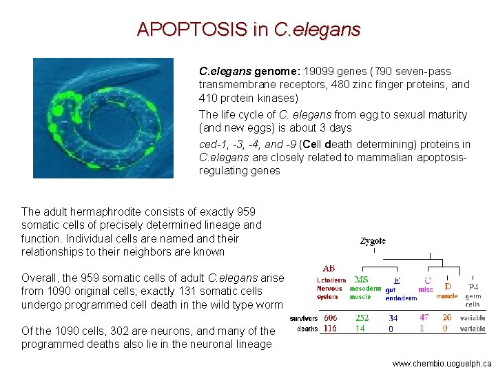 APOPTOSIS in C. elegans genome: 19099 genes (790 seven-pass transmembrane receptors, 480 zinc finger