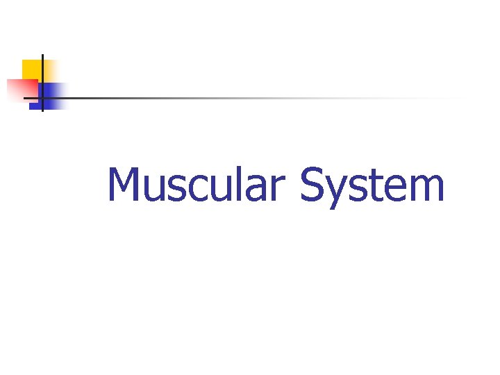 Muscular System 