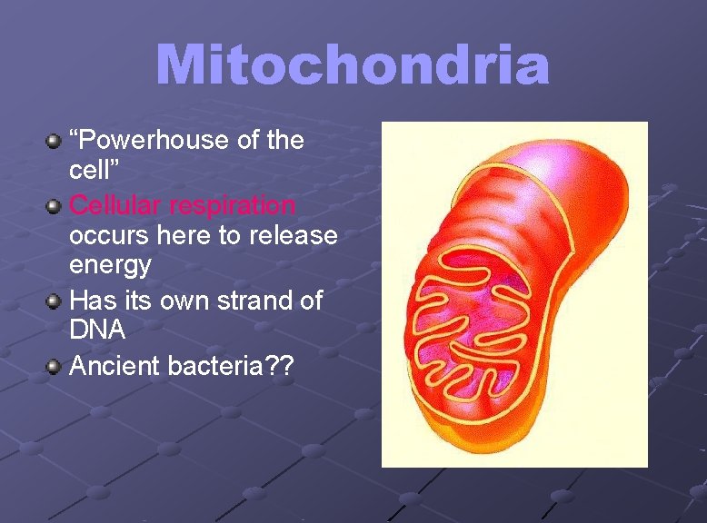 Mitochondria “Powerhouse of the cell” Cellular respiration occurs here to release energy Has its