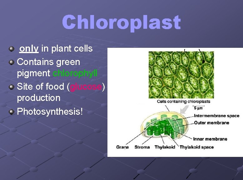 Chloroplast only in plant cells Contains green pigment chlorophyll Site of food (glucose) production