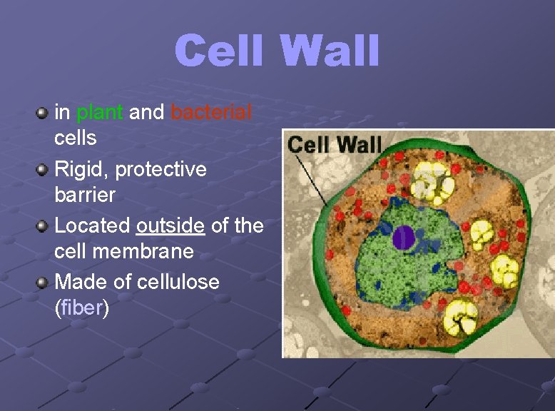 Cell Wall in plant and bacterial cells Rigid, protective barrier Located outside of the
