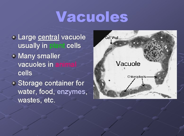 Vacuoles Large central vacuole usually in plant cells Many smaller vacuoles in animal cells