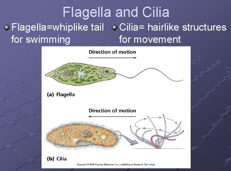 Flagella and Cilia Flagella=whiplike tail for swimming Cilia= hairlike structures for movement 