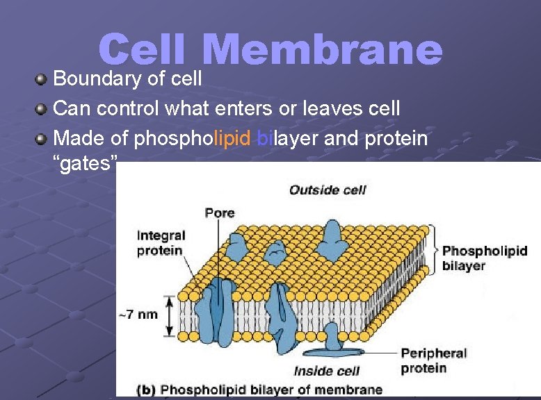 Cell Membrane Boundary of cell Can control what enters or leaves cell Made of