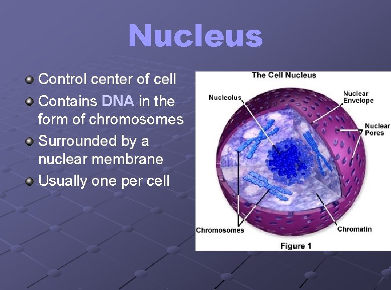 Nucleus Control center of cell Contains DNA in the form of chromosomes Surrounded by