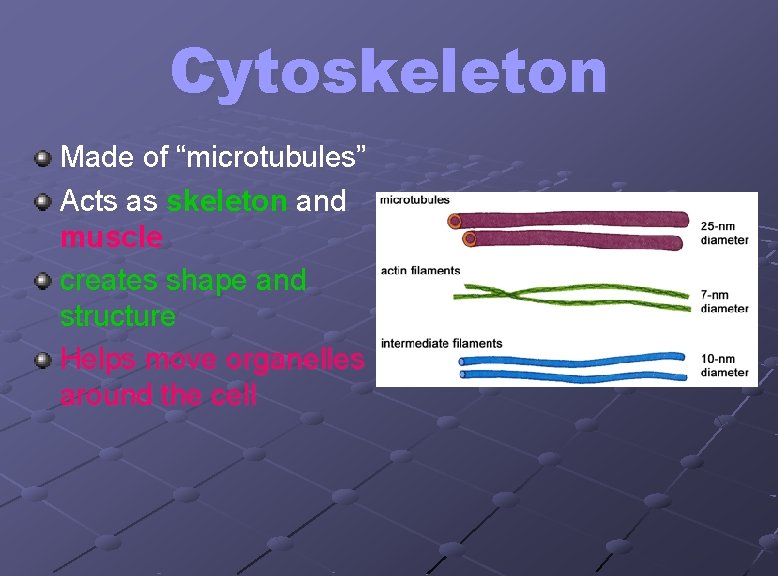 Cytoskeleton Made of “microtubules” Acts as skeleton and muscle creates shape and structure Helps