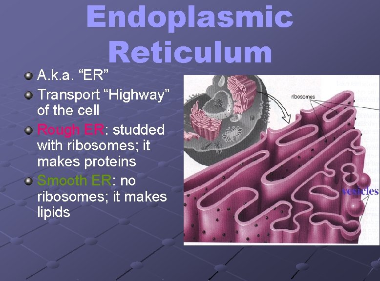 Endoplasmic Reticulum A. k. a. “ER” Transport “Highway” of the cell Rough ER: studded