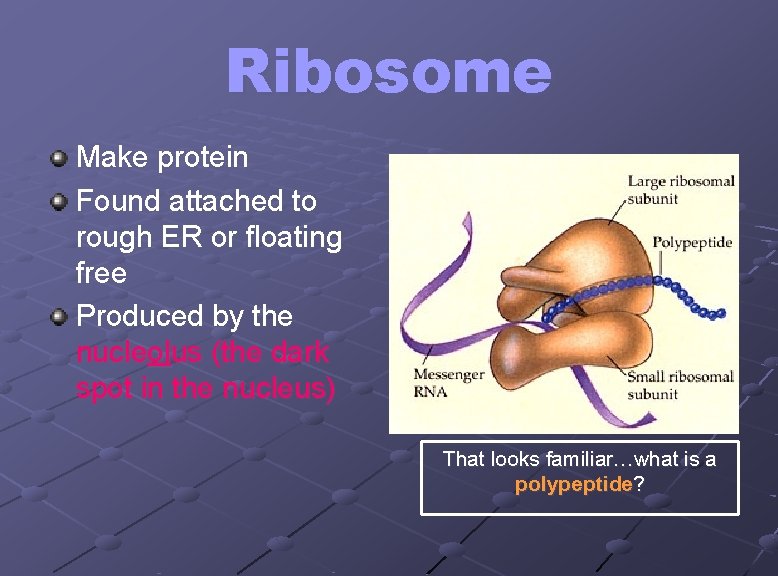 Ribosome Make protein Found attached to rough ER or floating free Produced by the