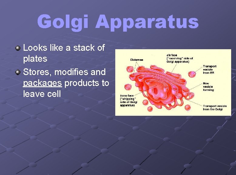 Golgi Apparatus Looks like a stack of plates Stores, modifies and packages products to