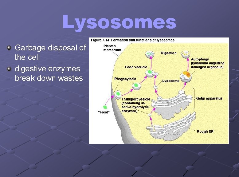 Lysosomes Garbage disposal of the cell digestive enzymes break down wastes 
