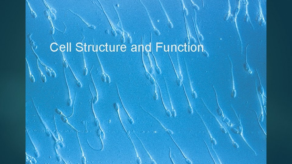 Cell Structure and Function 