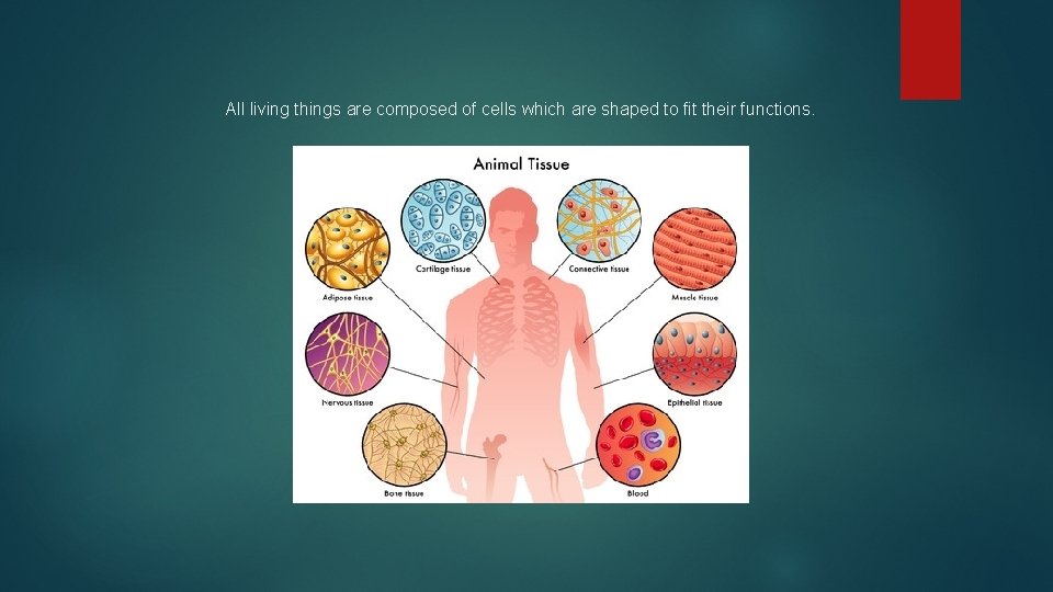 All living things are composed of cells which are shaped to fit their functions.