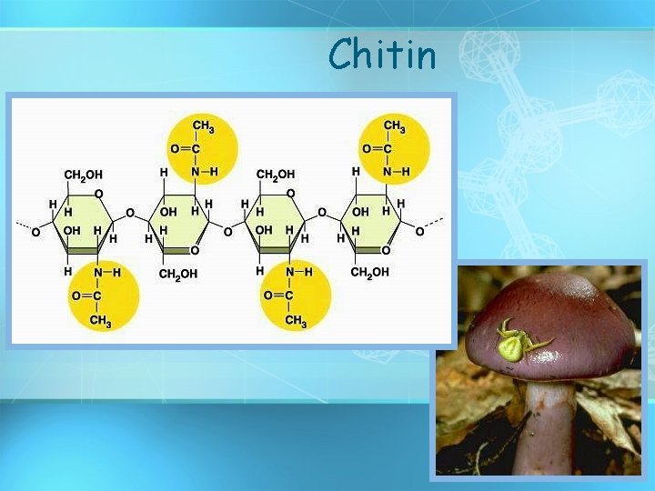 Chitin 