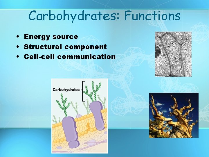 Carbohydrates: Functions • Energy source • Structural component • Cell-cell communication 