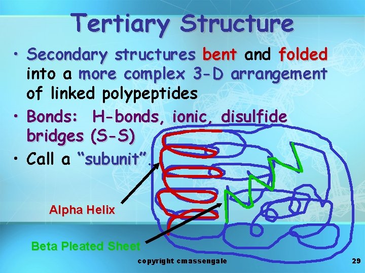 Tertiary Structure • Secondary structures bent and folded into a more complex 3 -D