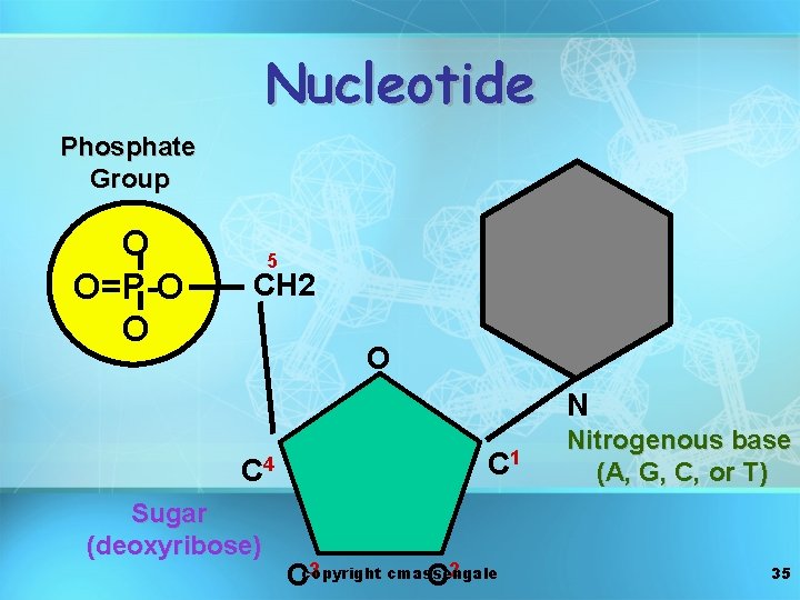 Nucleotide Phosphate Group O O=P-O O 5 CH 2 O N C 4 Sugar