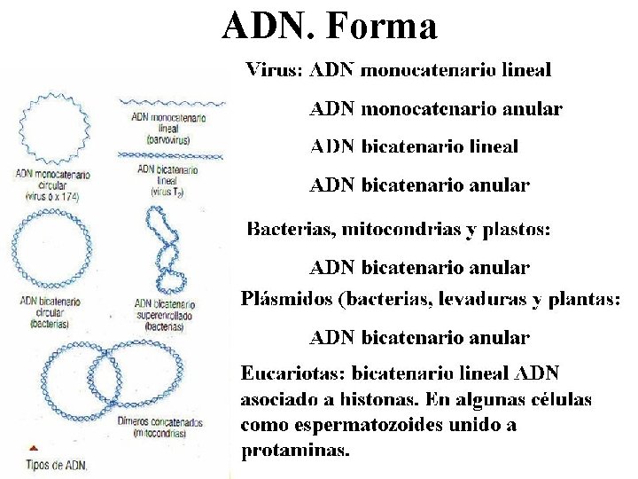 ADN. Forma 