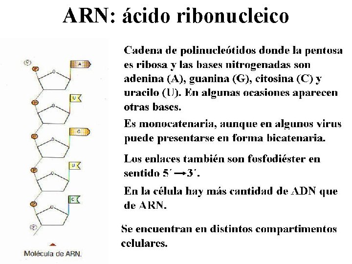 ARN: ácido ribonucleico 