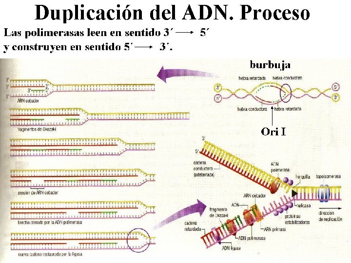 Duplicación del ADN. Proceso 