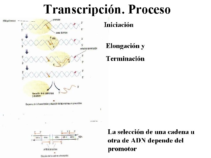 Transcripción. Proceso 