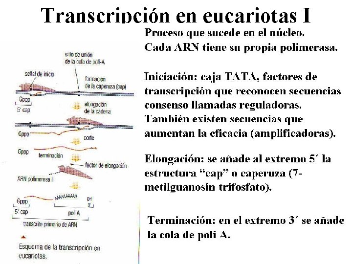 Transcripción en eucariotas I 